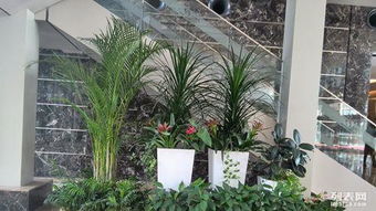 城市綠肺計劃 免費規(guī)劃植被與植物租擺，助力綠色生活